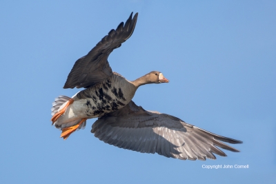 Anser-albifrons;Flying-Bird;Greater-White-fronted-Goose;Photography;White-fronte